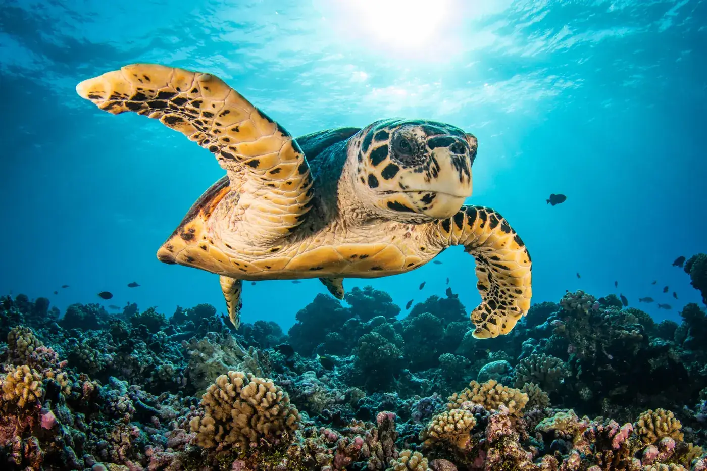 Tartaruga marina che nuota sulla barriera corallina
